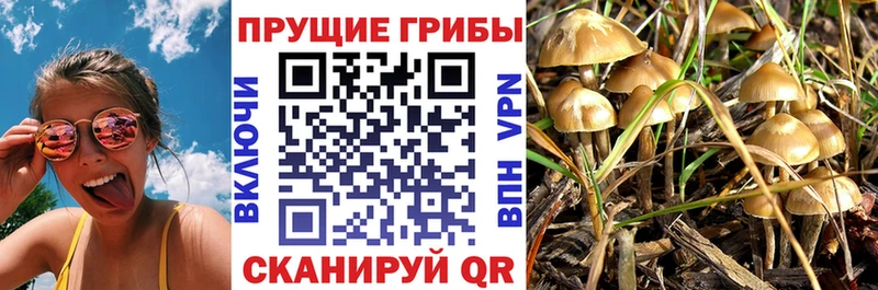 Купить где  Озёры  Галлюциногенные грибы GOLDEN TEACHER 